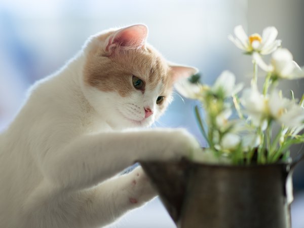 Hannah, © Benjamin Torode, котенок, цветы