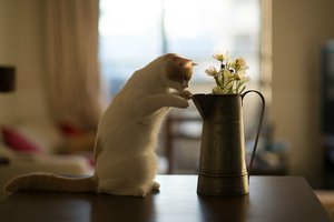 Обои на рабочий стол: Hannah, © Benjamin Torode, кот, котенок, стол, цветы