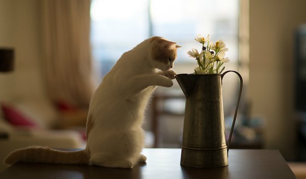 Обои на рабочий стол: Hannah, © Benjamin Torode, кот, котенок, стол, цветы