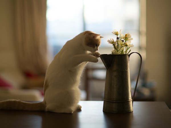 Hannah, © Benjamin Torode, кот, котенок, стол, цветы