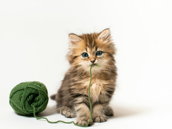 Daisy, © Benjamin Torode, белый фон, зеленые нитки, игра, клубок, котенок, кошка