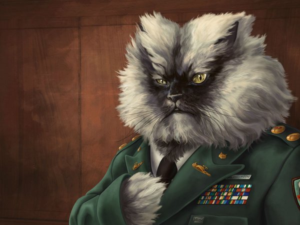 генерал, кот, награды, погоны, рисунок