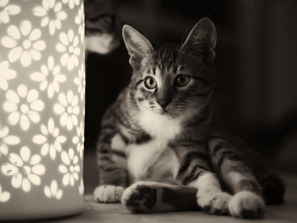 кот, кошка, монохромное, ночник, светильник, сидя, цветочки, чёрно-белое
