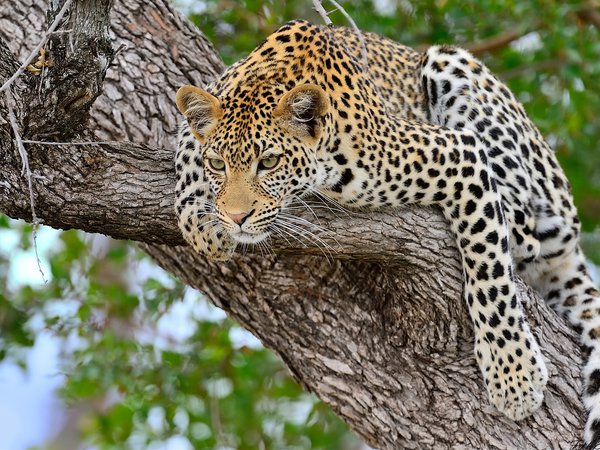 большая кошка, дерево, леопард