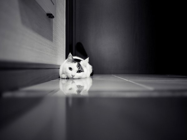 белая, дверь, кафель, кот, кошка, чёрно-белое, шкаф