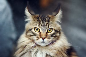Обои на рабочий стол: кот, кошка, мейн кун, мейн-кун