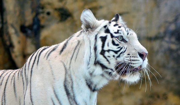 Обои на рабочий стол: white tiger, белый, морда, тигр, хищник