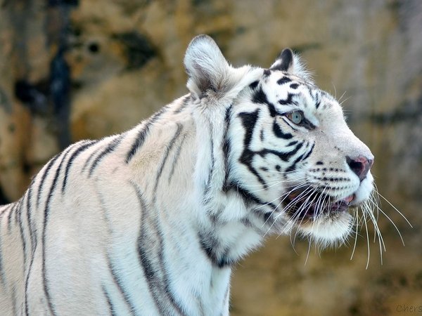white tiger, белый, морда, тигр, хищник