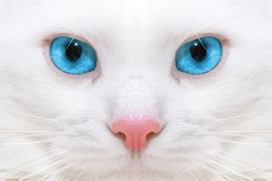Обои на рабочий стол: beautiful white cat, big blue eyes, close up, kitten, micro, большие голубые глаза, котенок, красивая белая кошка, макро, микро-