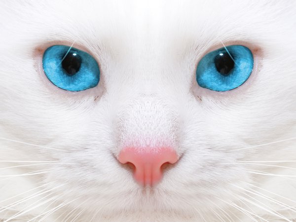 beautiful white cat, big blue eyes, close up, kitten, micro, большие голубые глаза, котенок, красивая белая кошка, макро, микро-