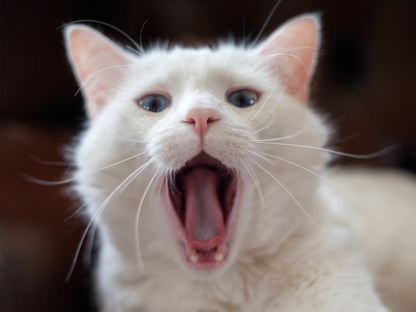 белый, зевает, кот, язык