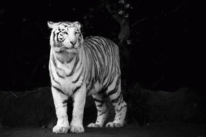 Обои на рабочий стол: tiger, белый, взгляд, морда, тигр, хищник, ч/б, чёрно-белые обои