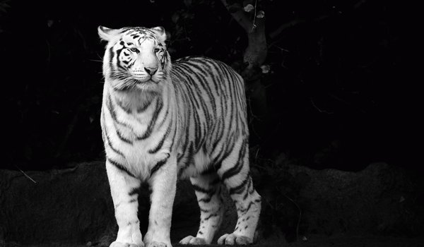 Обои на рабочий стол: tiger, белый, взгляд, морда, тигр, хищник, ч/б, чёрно-белые обои