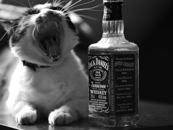 jack daniels, алкоголь, виски, кошка, монохромное, пасть, чёрно-белое
