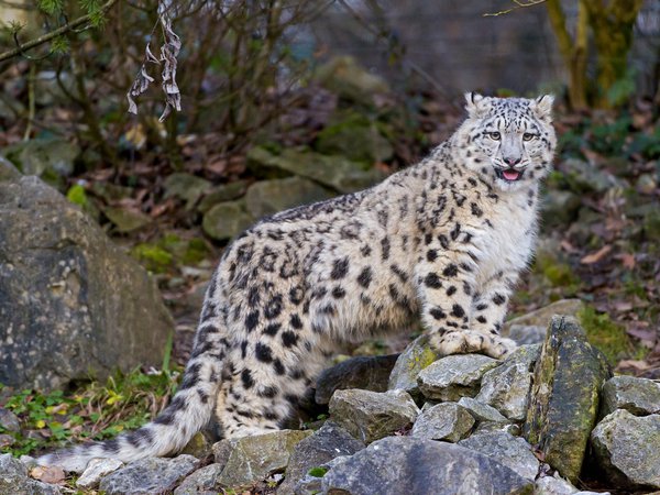 ©Tambako The Jaguar, ирбис, камни, котенок, кошка, снежный барс, язык