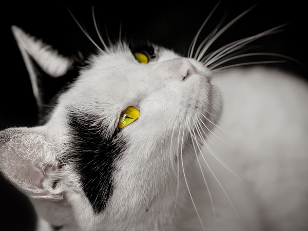 белая, взгляд, глаза, желтые, кошка, черные пятна