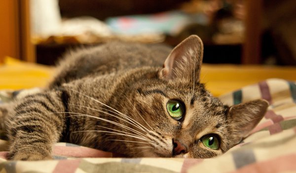 Обои на рабочий стол: cat., eyes, green, зеленоглазый, кот, котяра, кошка, лапы, лежит, усы, хвост
