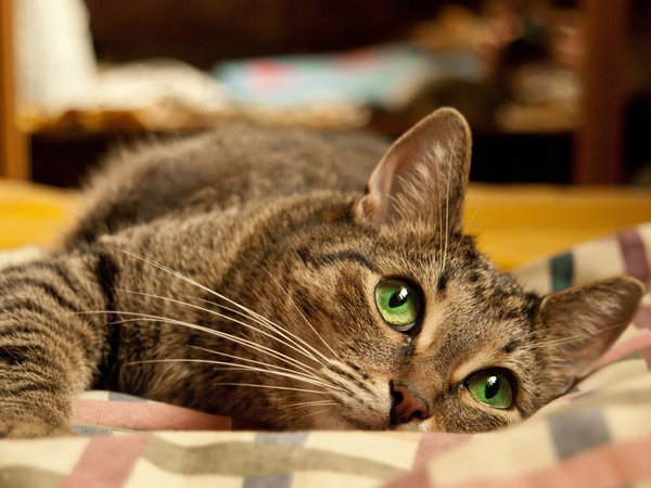 cat., eyes, green, зеленоглазый, кот, котяра, кошка, лапы, лежит, усы, хвост