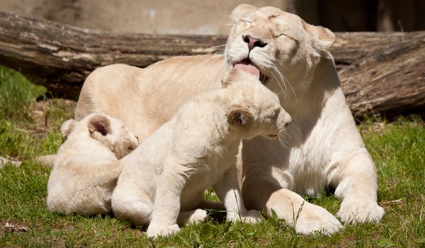 Обои на рабочий стол: белые львы, кошки, львенок, львица, львята, семья, умывание, язык