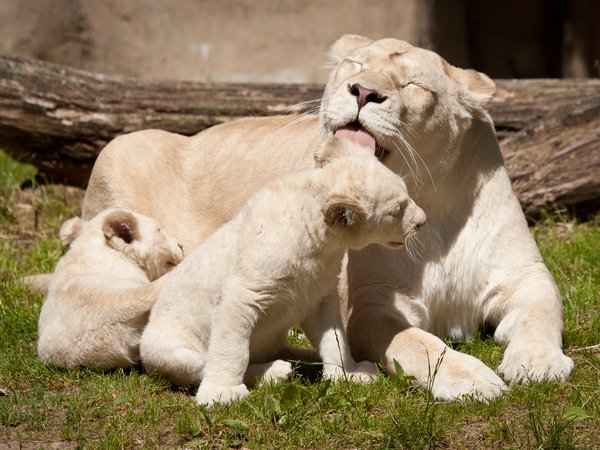 белые львы, кошки, львенок, львица, львята, семья, умывание, язык
