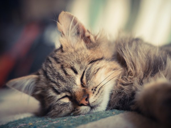 котенок, котэ, маленький, пушистый, спит
