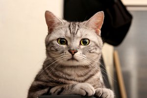 Обои на рабочий стол: взгляд, глаза, зеленые, кот, кошка, полосатый, серый, смотрит