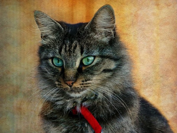 кот, кошка, ошейник, полосатый, портрет, серый, текстура, фон