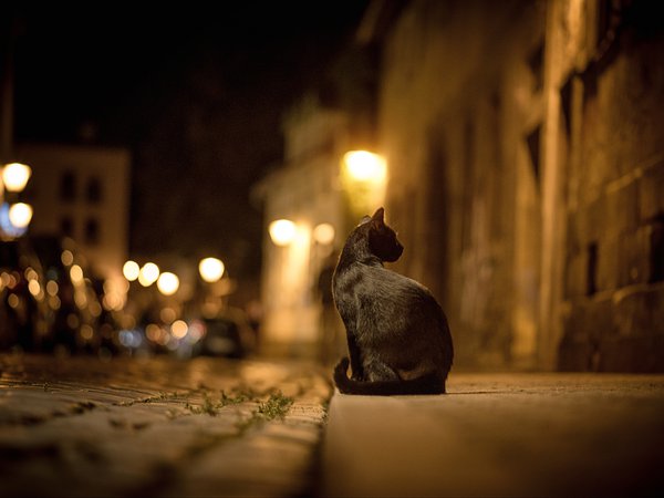боке, брусчатка, город, дорога, кот, кошка, ночь, огни, тротуар, улица, чёрная