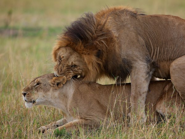 лев, львица, любовь
