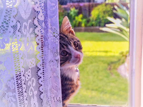 взгляд, котенок, кошка, окно