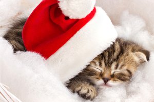 Обои на рабочий стол: зима, кот, котенок, красная, новогодняя, полосатый, праздники, спит, шапка