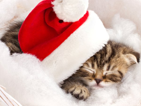 зима, кот, котенок, красная, новогодняя, полосатый, праздники, спит, шапка