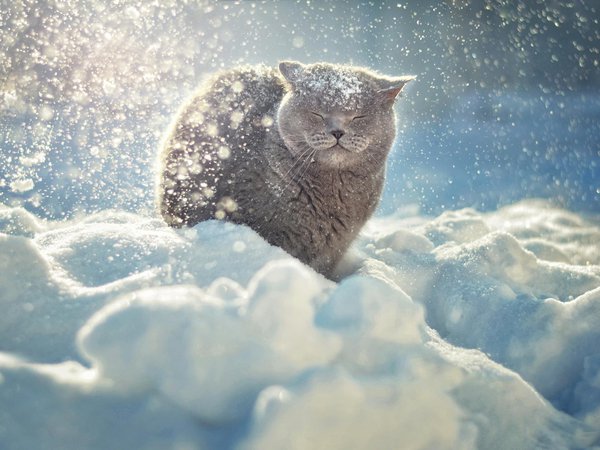 животные, зима, кот, кошка, снег