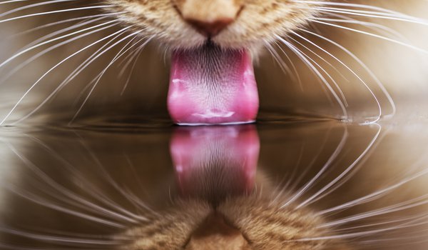 Обои на рабочий стол: вода, кот, кошка, отражение, пьет, рыжий, язык