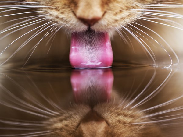 вода, кот, кошка, отражение, пьет, рыжий, язык
