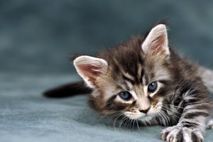 Обои на рабочий стол: cat, Tablets, wallpaper