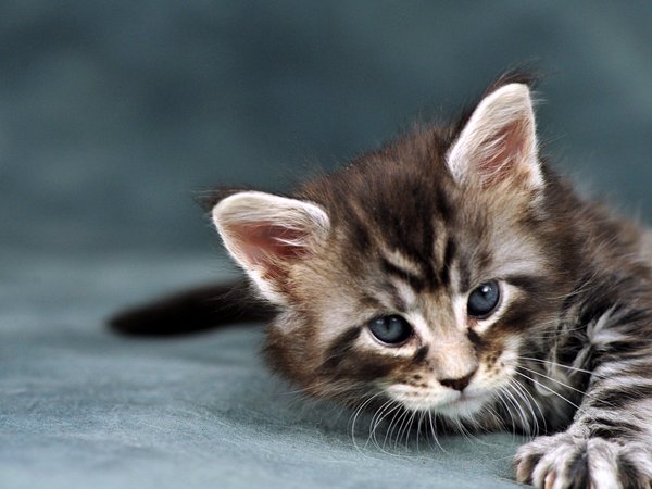 cat, Tablets, wallpaper