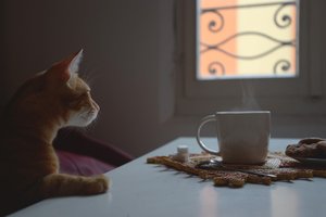 Обои на рабочий стол: кот, окно, рыжий, чашка
