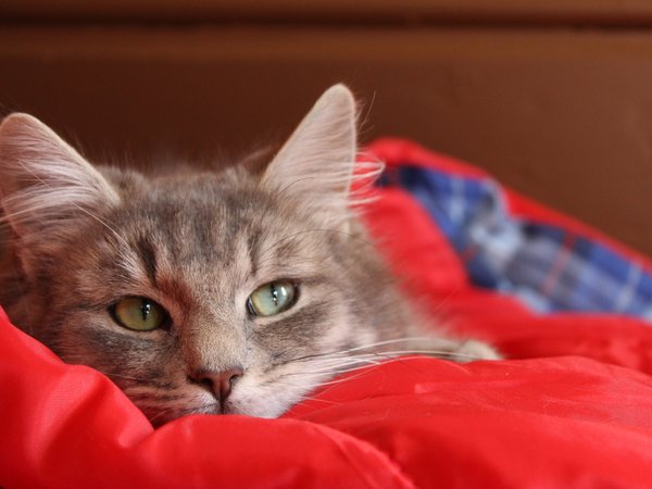 кот, кошка, лежит, одеяло, серый