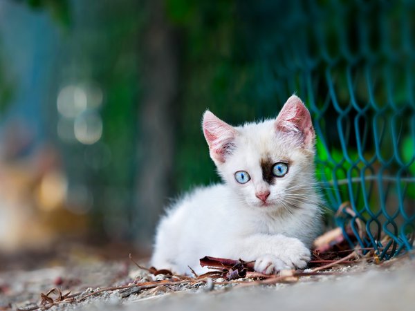 белый, боке, голубые глазки, котенок, малыш, рабица