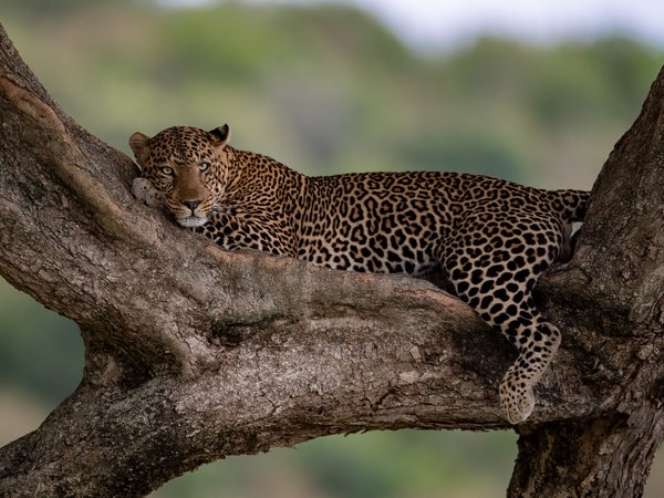 дикая кошка, леопард, на дереве, отдых