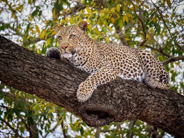 дерево, дикая кошка, красавец, леопард, на дереве, отдых
