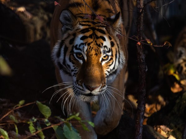 животное, зверь, природа, тигр, хищник