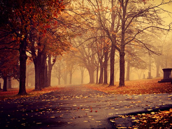 деревья, дорожки, листья, осень, парк, пасмурно, туман
