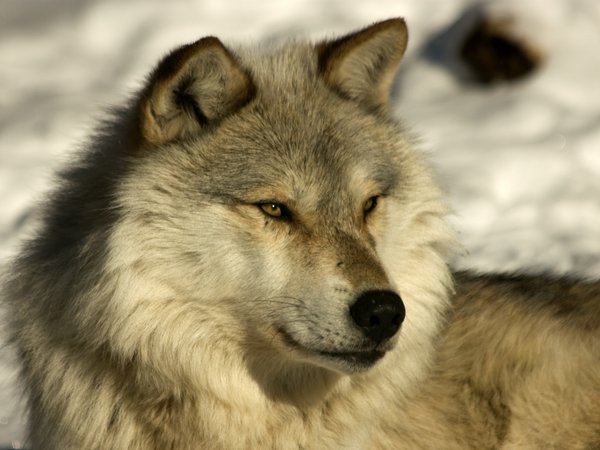 timber, wolf, лайка