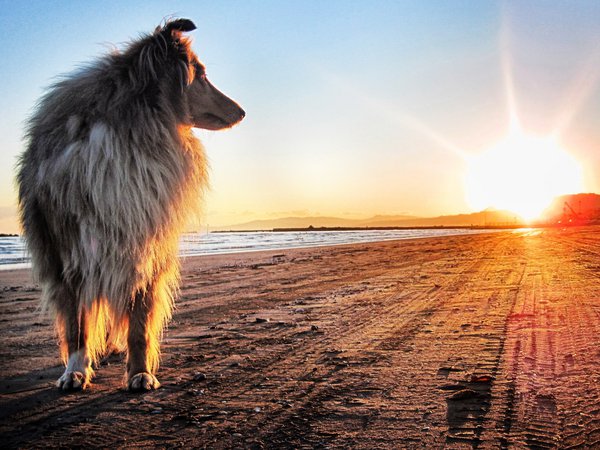 берег, закат, колли, песок, собака, солнце