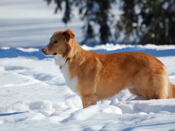 зима, снег, собака