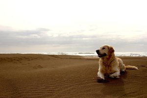 Обои на рабочий стол: dog, берег, друг человека, пляж, собака
