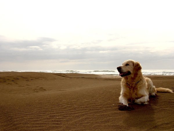 dog, берег, друг человека, пляж, собака