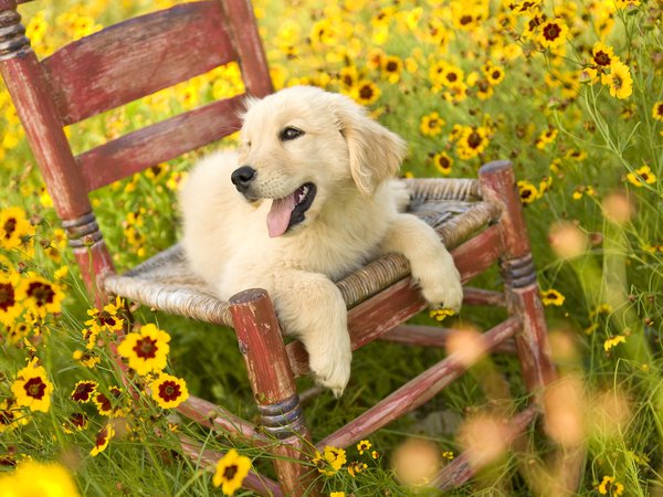 желтые, поле, поляна, стул, цветы, щенок, язык